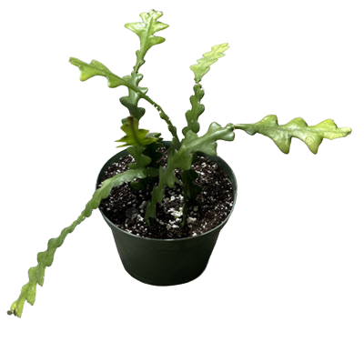 Ric Rac Orchid  (Zig Zags) Cactus